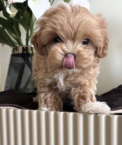 مالتيبو _maltipoo