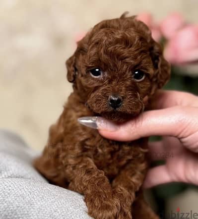 Tea cup poodle