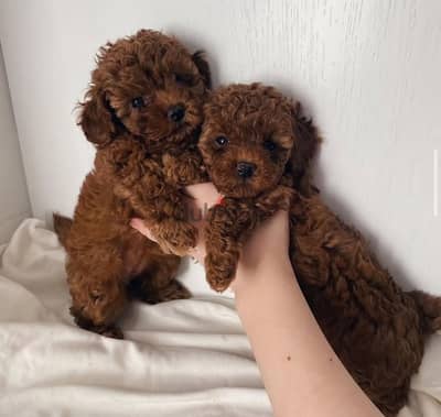 toy poodle 45 days