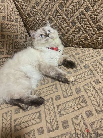 قطط بيع