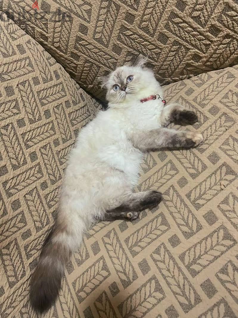 قطط بيع 1