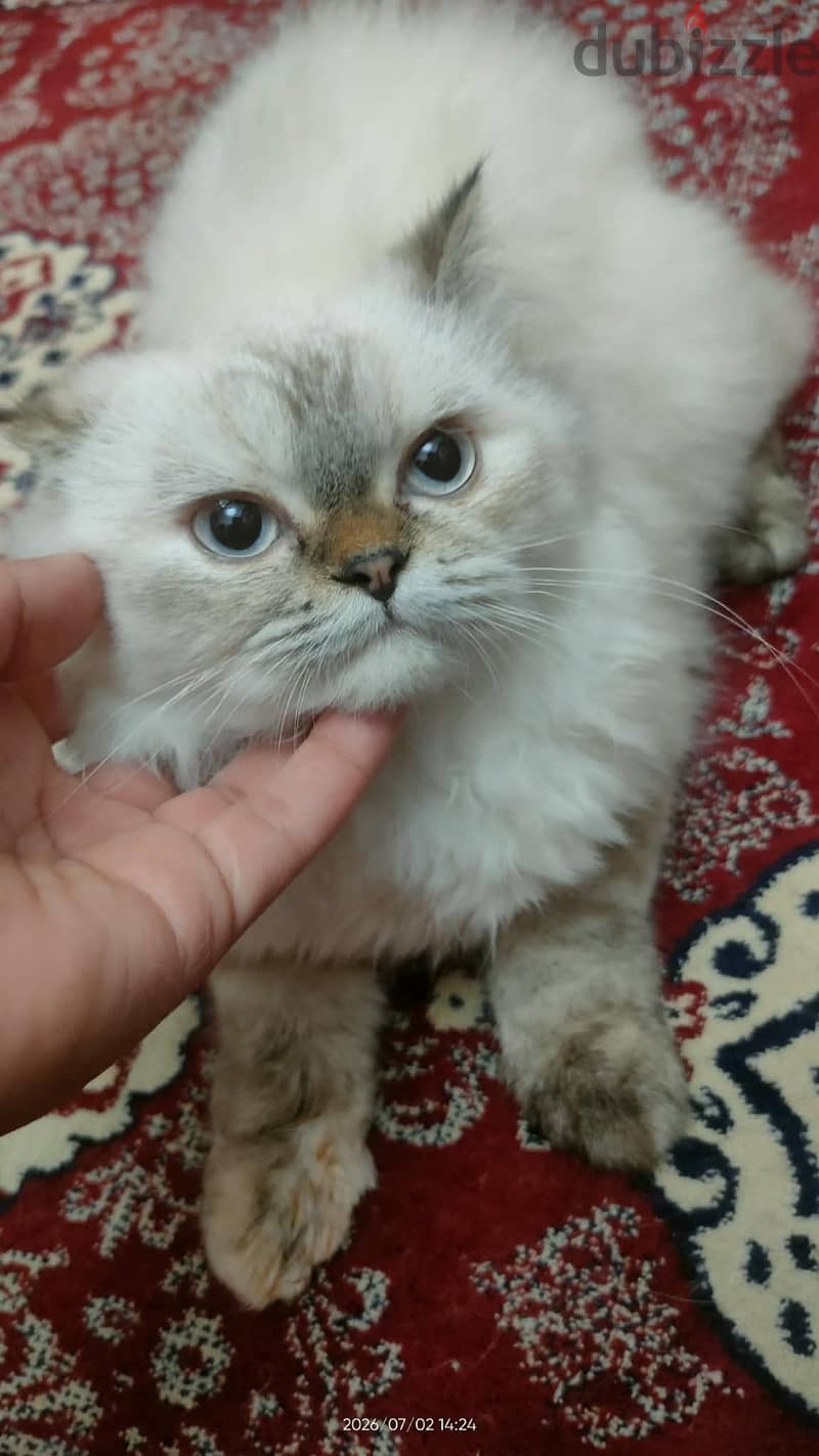 قطط بيع 2