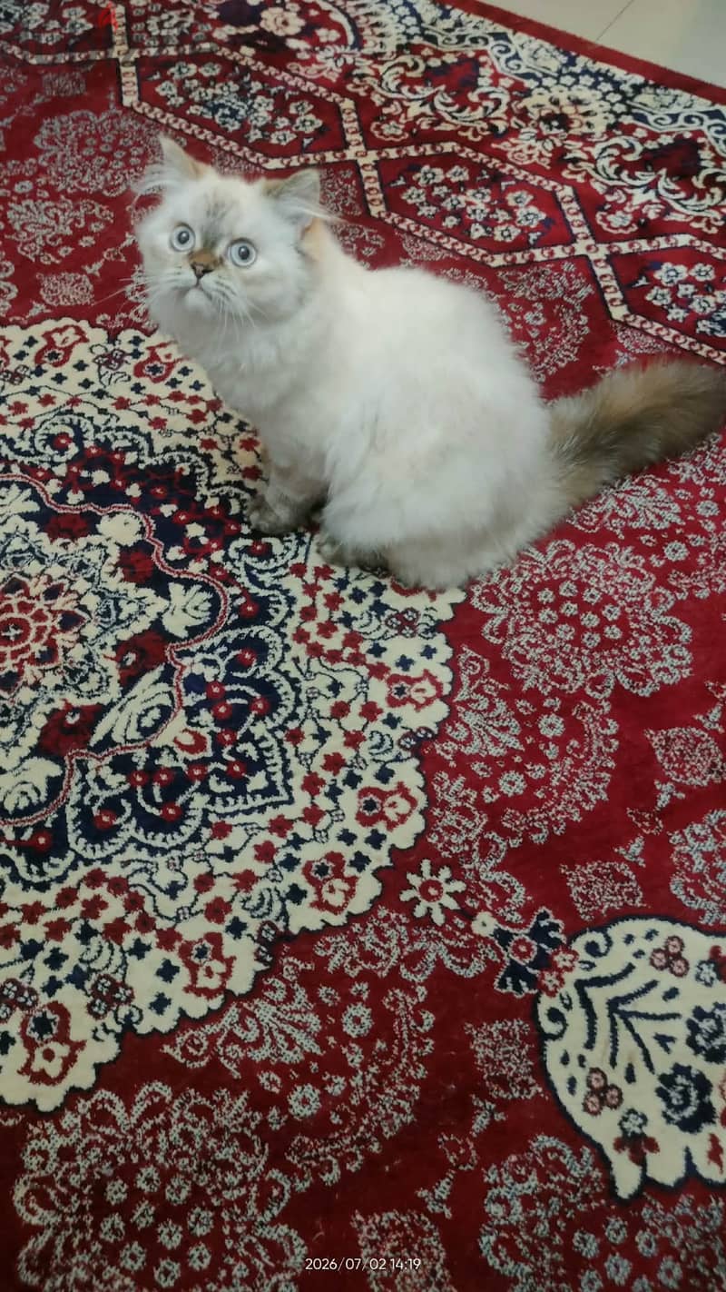 قطط بيع 3