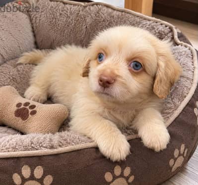 mini havanese