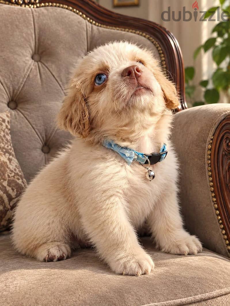 mini havanese 1