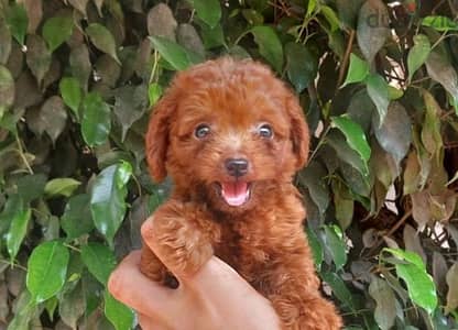 poodle teacup