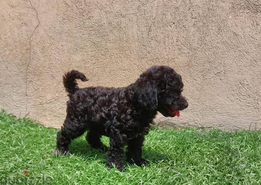 poodle teacup 1