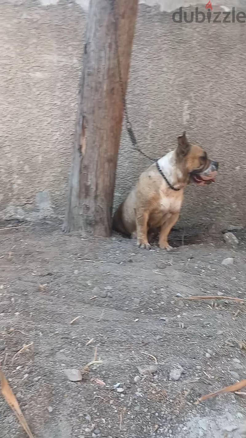 نتايه بولي 3