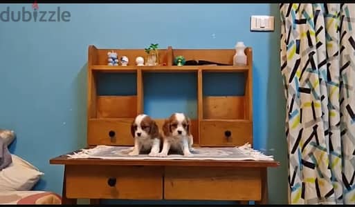 Cavalier King Charles Puppies