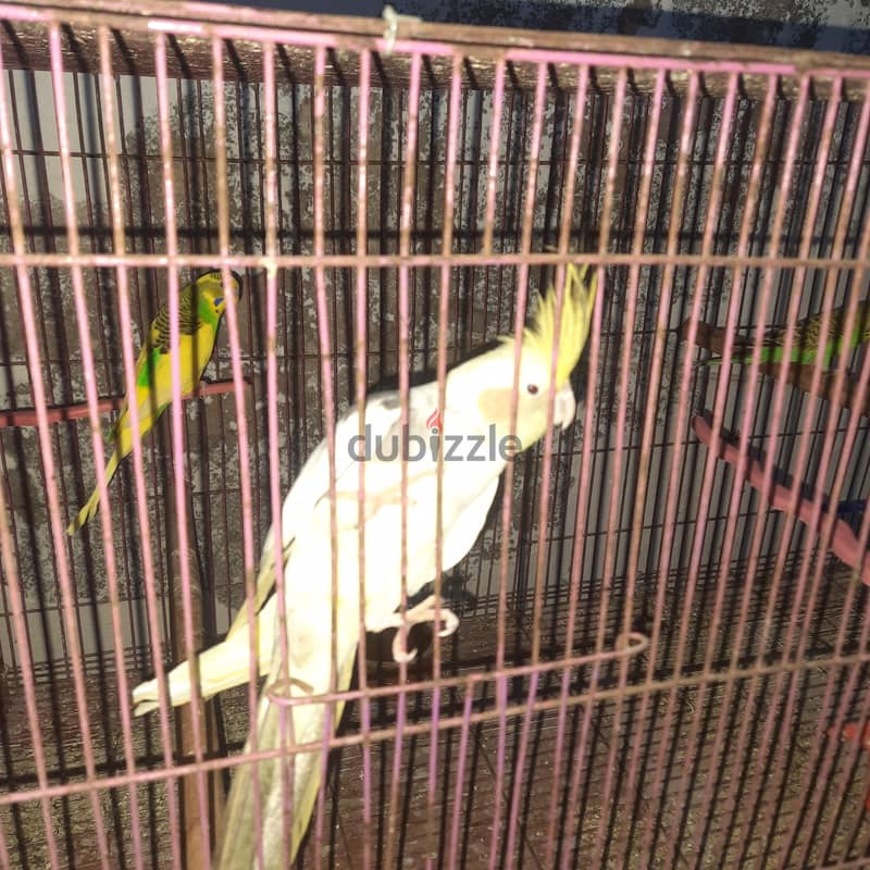 البائع 2