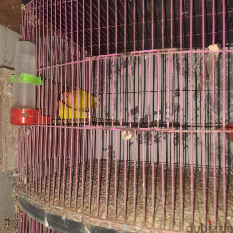 البائع 7