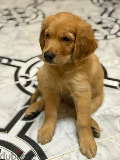 golden retriever  بنوته جولدن