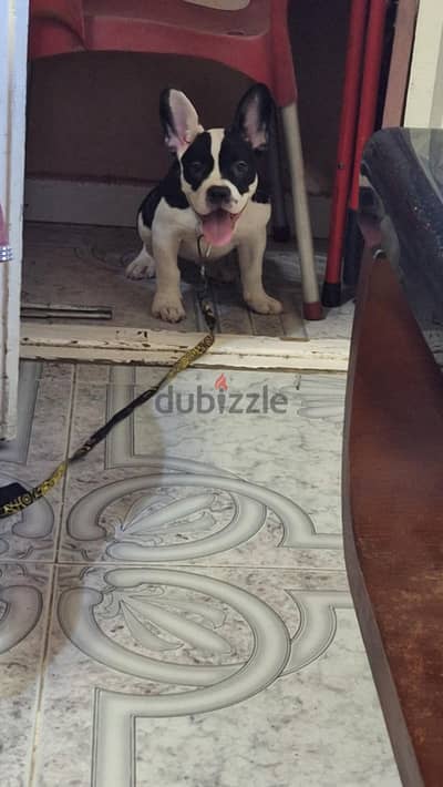 American bully puppy For sale