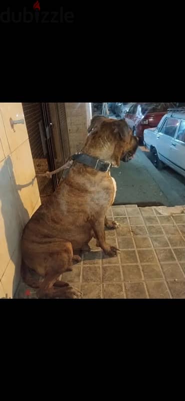 نتايه بوكسر تايجر