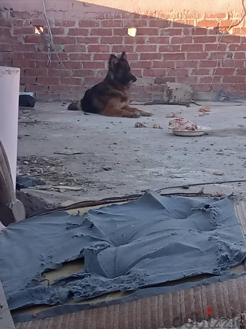 كلاب جيرمن 2