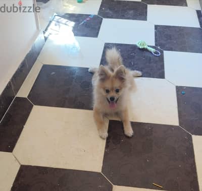 ولد بومرينيان ٤ شهور للبيع - Pomeranian puppy male for sale