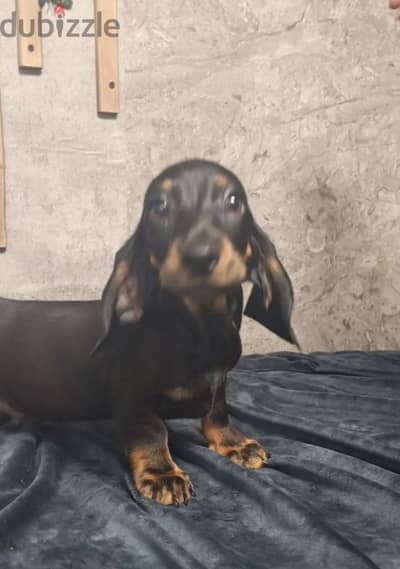 Dachshund puppy from Russia
