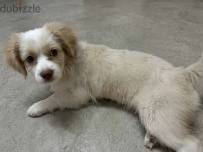 Griffon & Francais breed