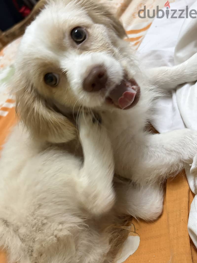 Griffon & Francais breed 1