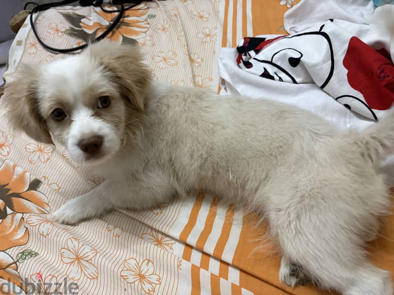 Griffon & Francais breed 3
