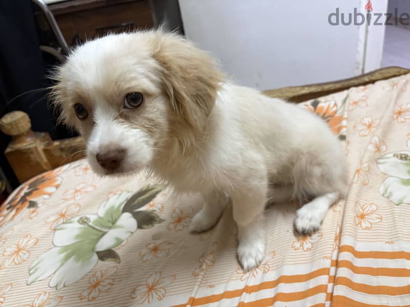Griffon & Francais breed 4