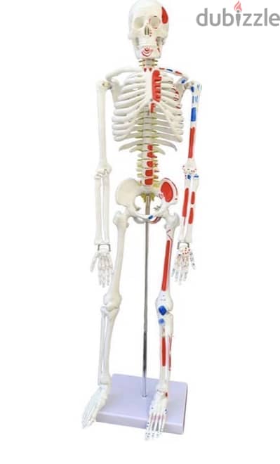 90cm Anatomical Skeleton Model with Stand – Medical/Anatomy