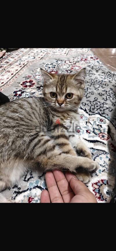 قطه سكوتش ستريت
