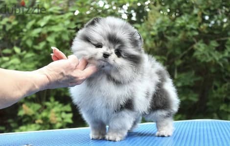 Pomeranian merle blue puppy بومرينيان بومرينين