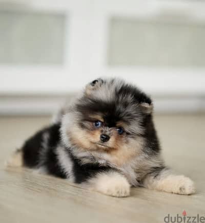 Pomeranian puppy