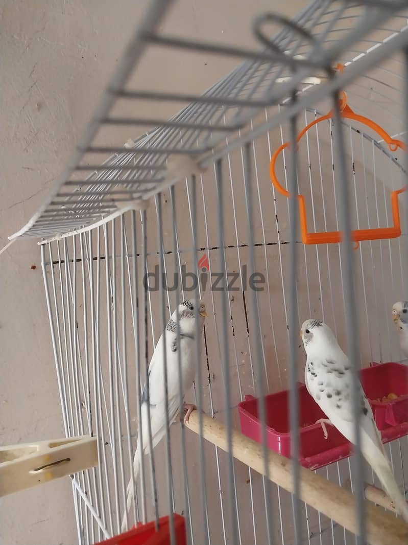 بادجى 3
