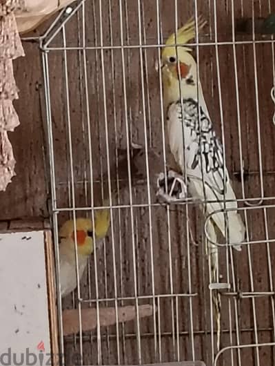 زوج  كوكتيل  يستعدوا للبناء العش الثاني