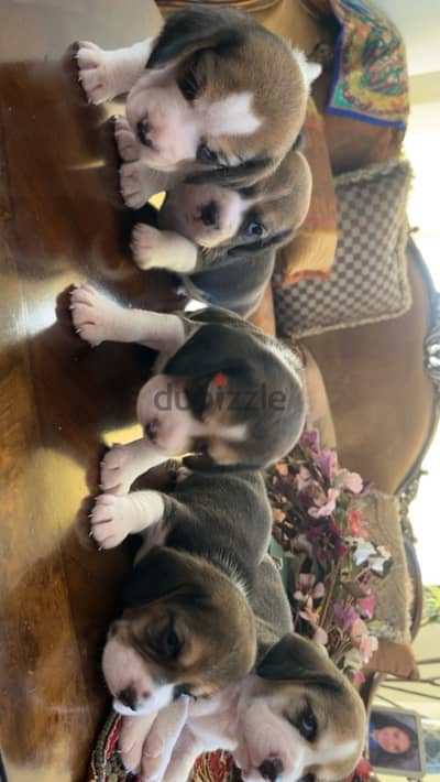40 days puppies