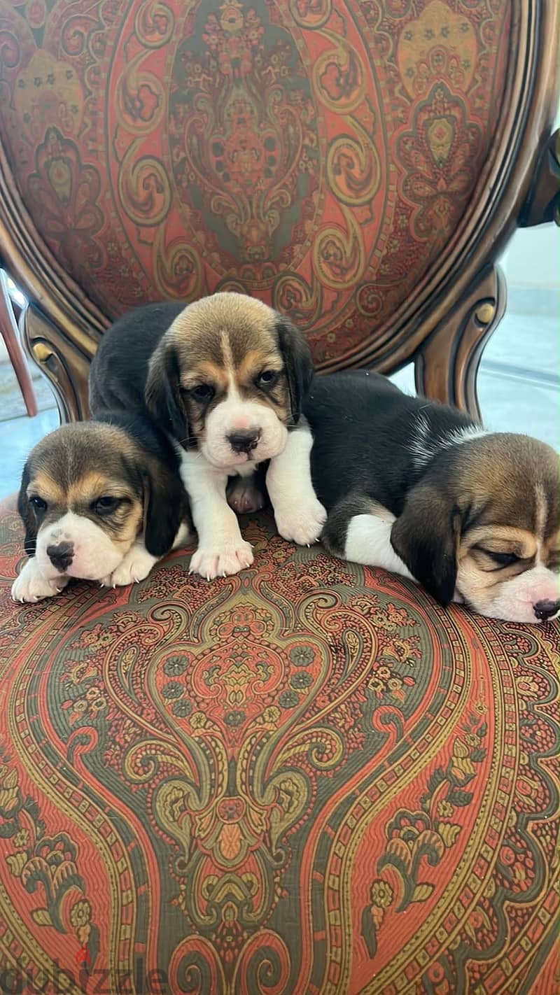 40 days puppies 1