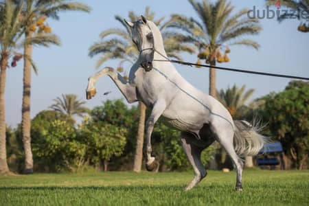 (حصان عربي أصيل) فخر الإنتاج المصري: البطل "ندير الزهوة"بطل فضية 2024