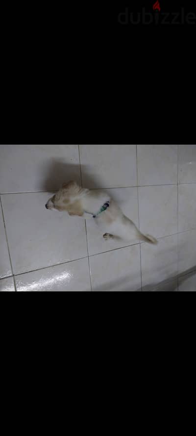 كلب لولو فوكس للبيع بسعر كويس لضرورة السفر