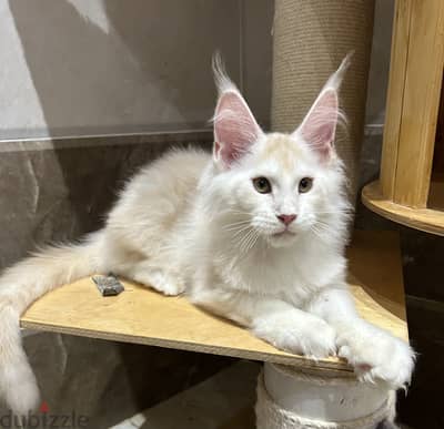 Amazing kitten Maine coon European line shaded line