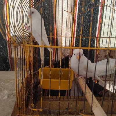 جوز البينو شغال