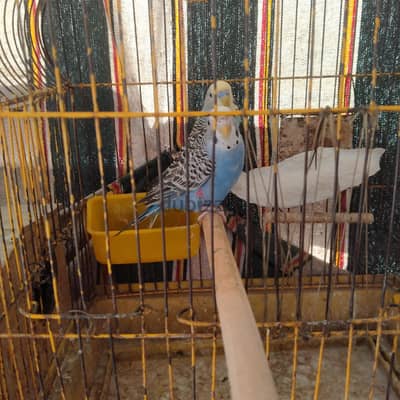 جوز استرالى اول شغل