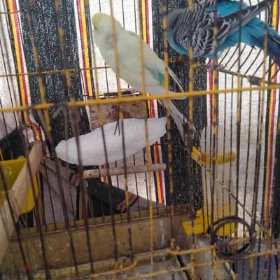 جوز شغال زى الساعه