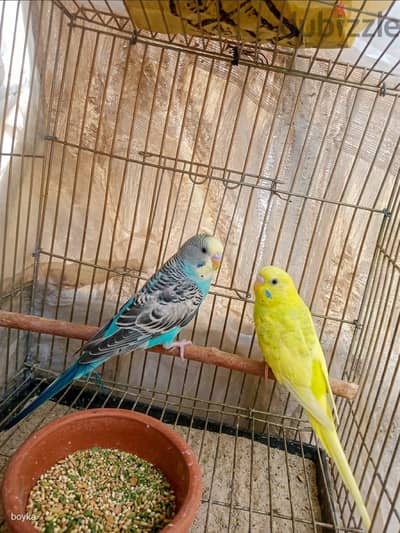 قص استرالى