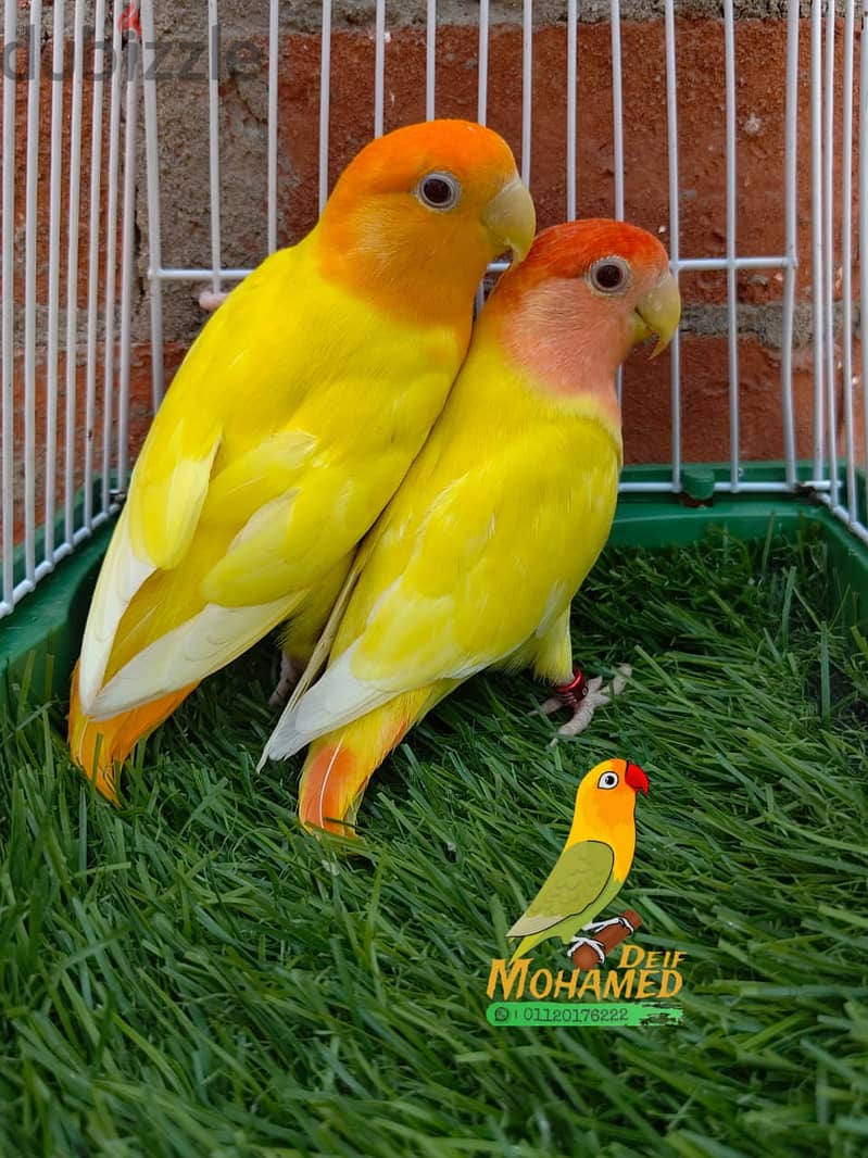 دكرين روز 1