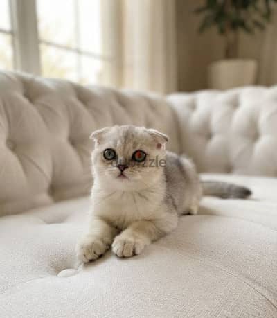 scottish fold NS11 short hair male