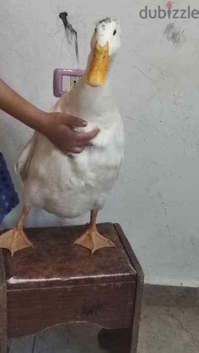 بط بيور