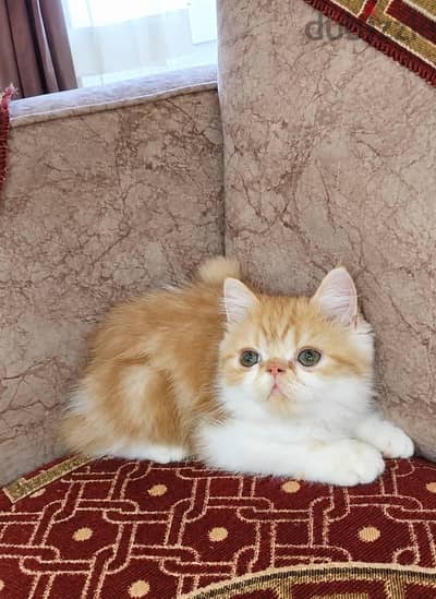 كيتن اكزوتك رشيت