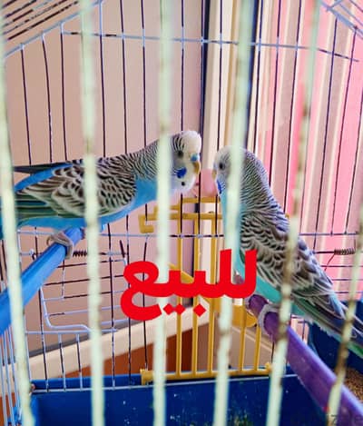 ولدين شغالين