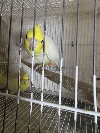 ‏جوز لاتيني