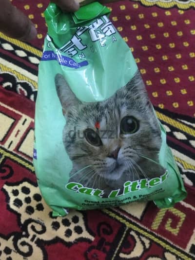 قط شيرازي