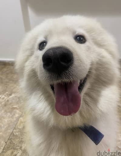 Male samoyed white dog 1.5 years old - كلب سامويد بيور ابيض ولد