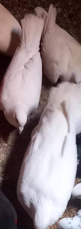 حمام لاحم ذكور للبيع