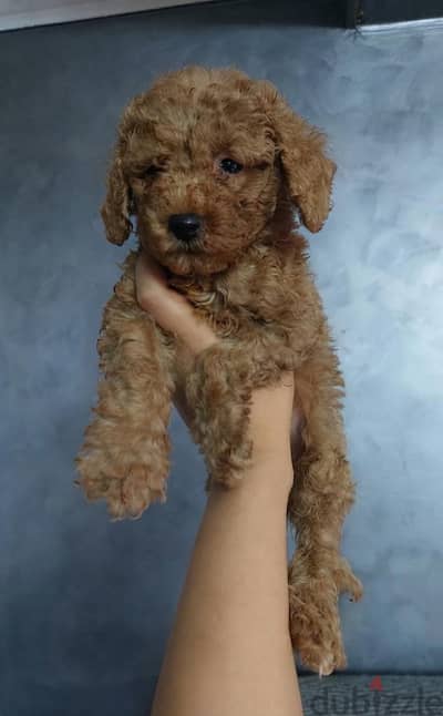 toy poodle